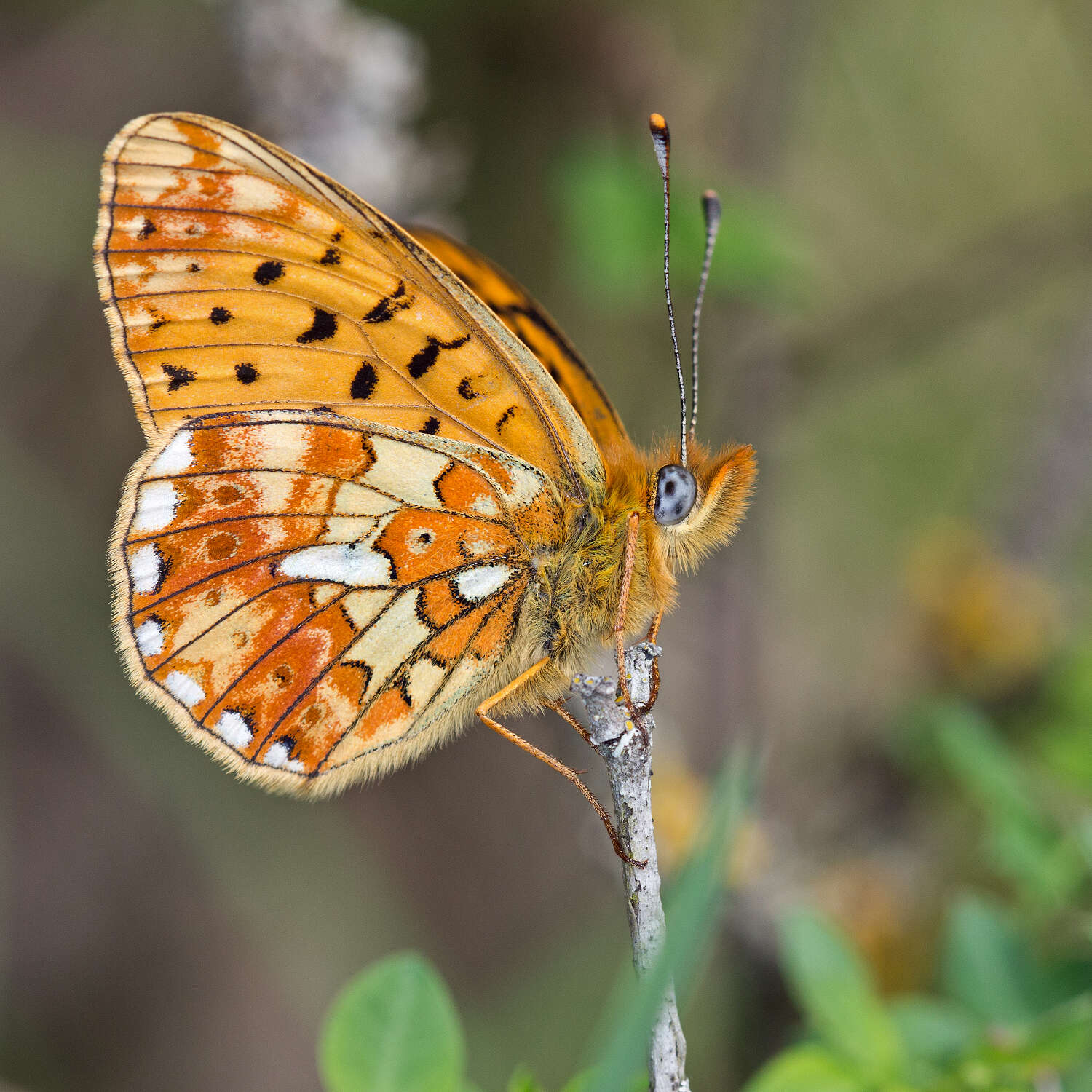 Image of Nymphalidae