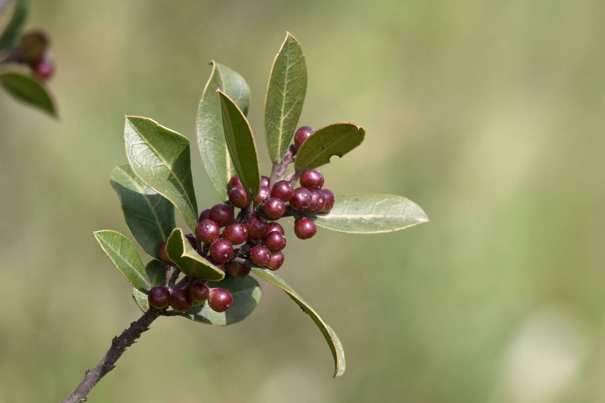 Слика од Rhamnus alaternus L.