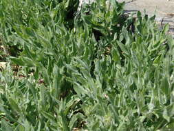 Image of buckwheat