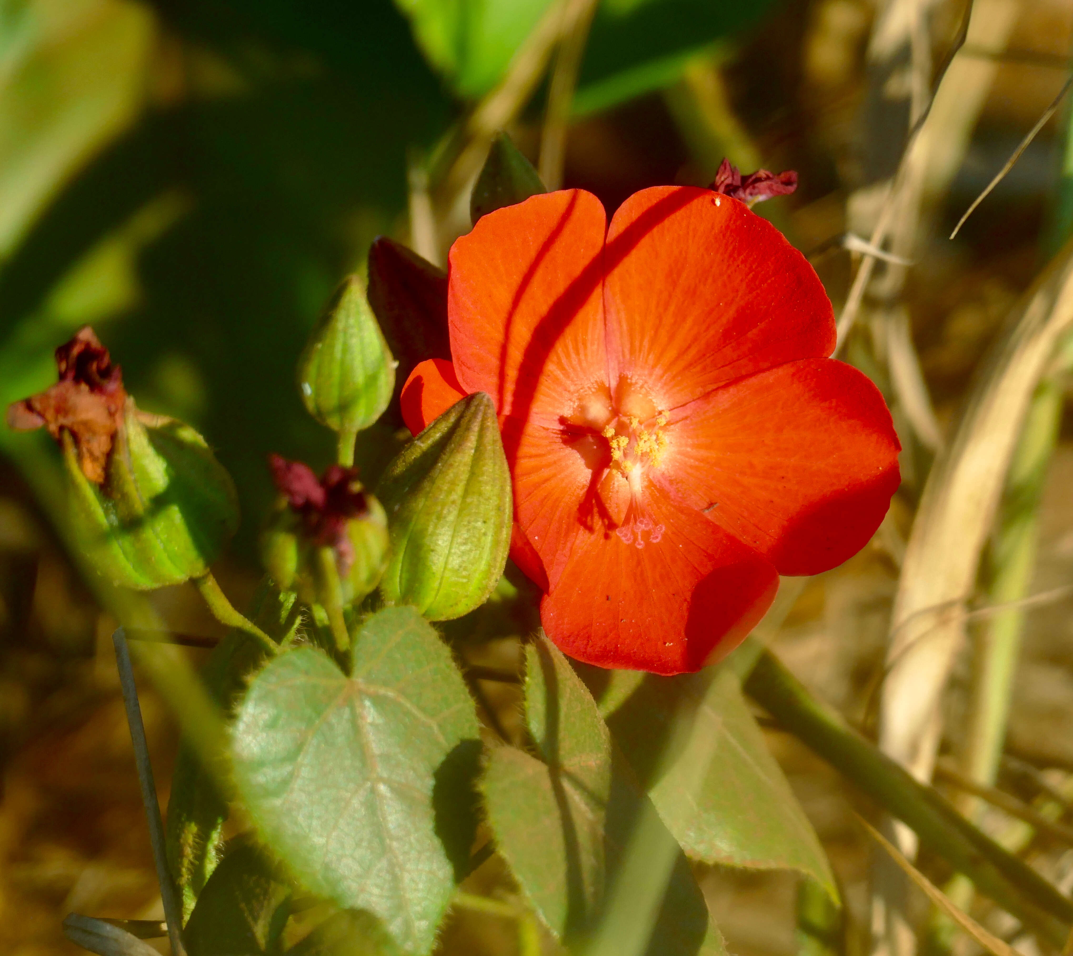 Image of Pavonia rosa-campestris A. St.-Hil.