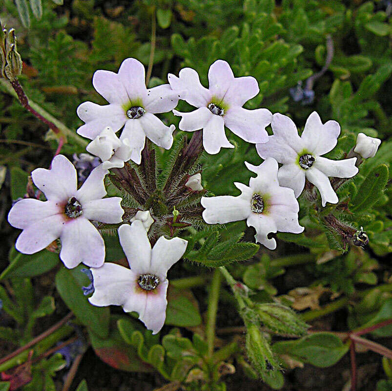 Image of Glandularia porrigens (Phil.) J. M. Watson & A. E. Hoffm.