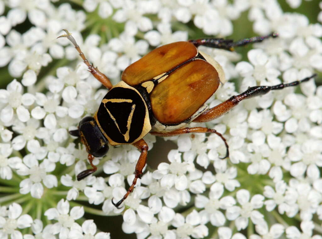 Image of Delta Flower Scarab