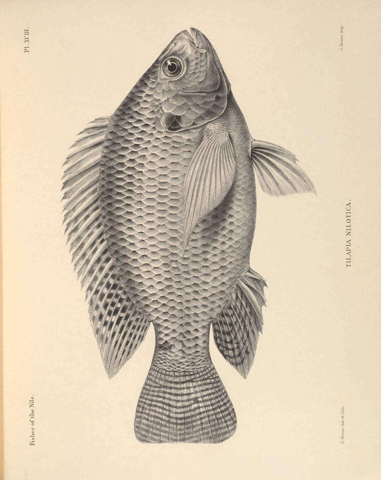 Imagem de Oreochromis niloticus (Linnaeus 1758)