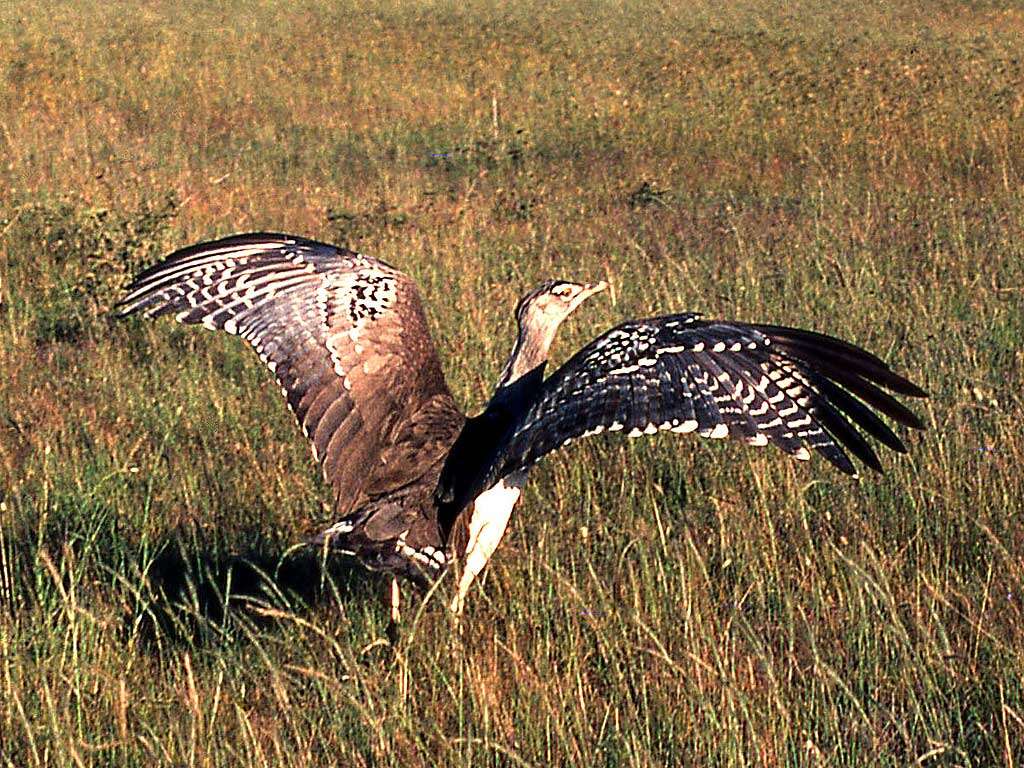 Image of Kori Bustard