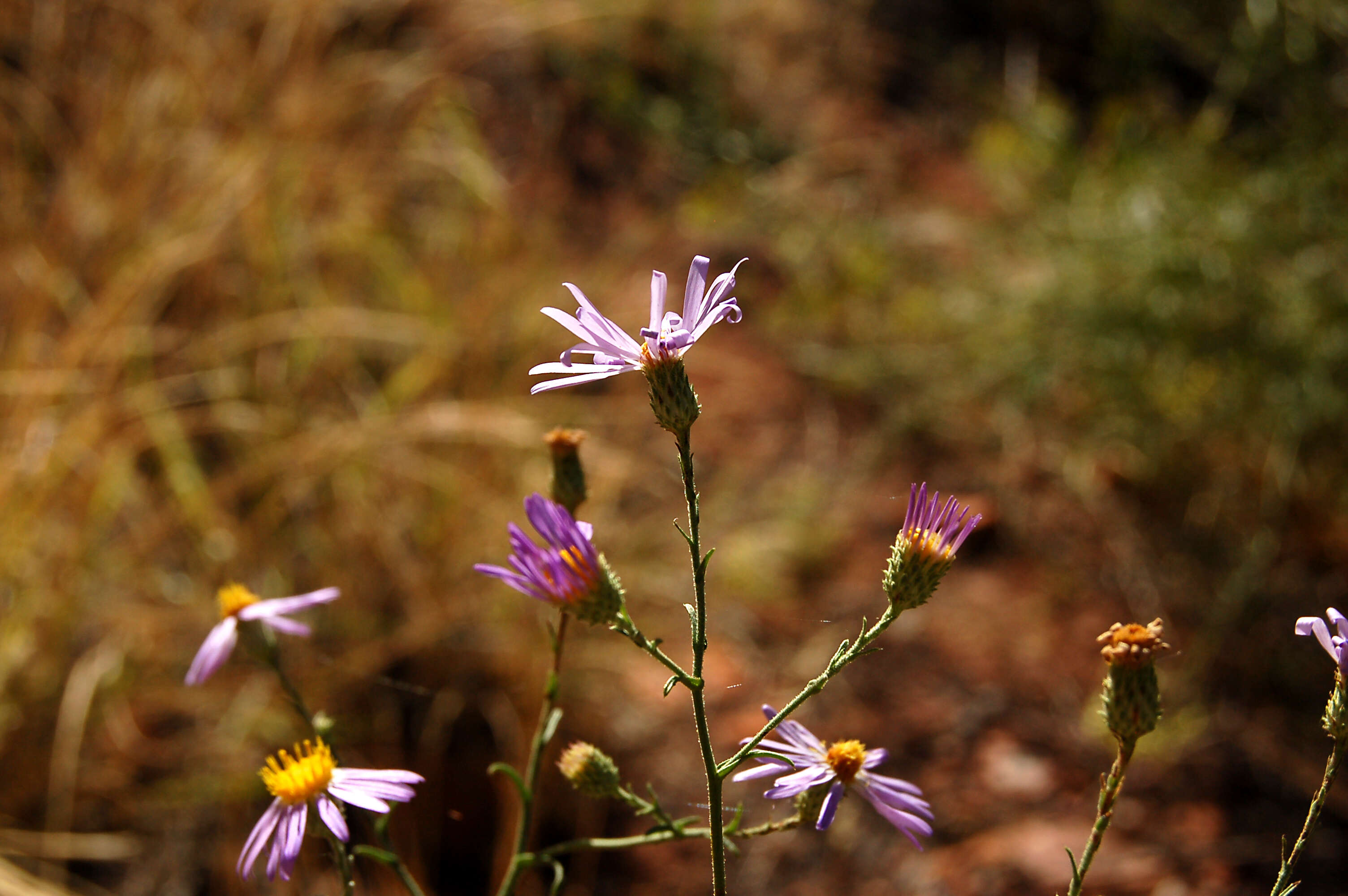 Imagem de Dieteria canescens var. aristata (Eastw.) D. R. Morgan & R. L. Hartman