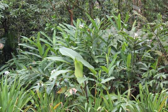 Imagem de Hedychium coronarium J. Koenig