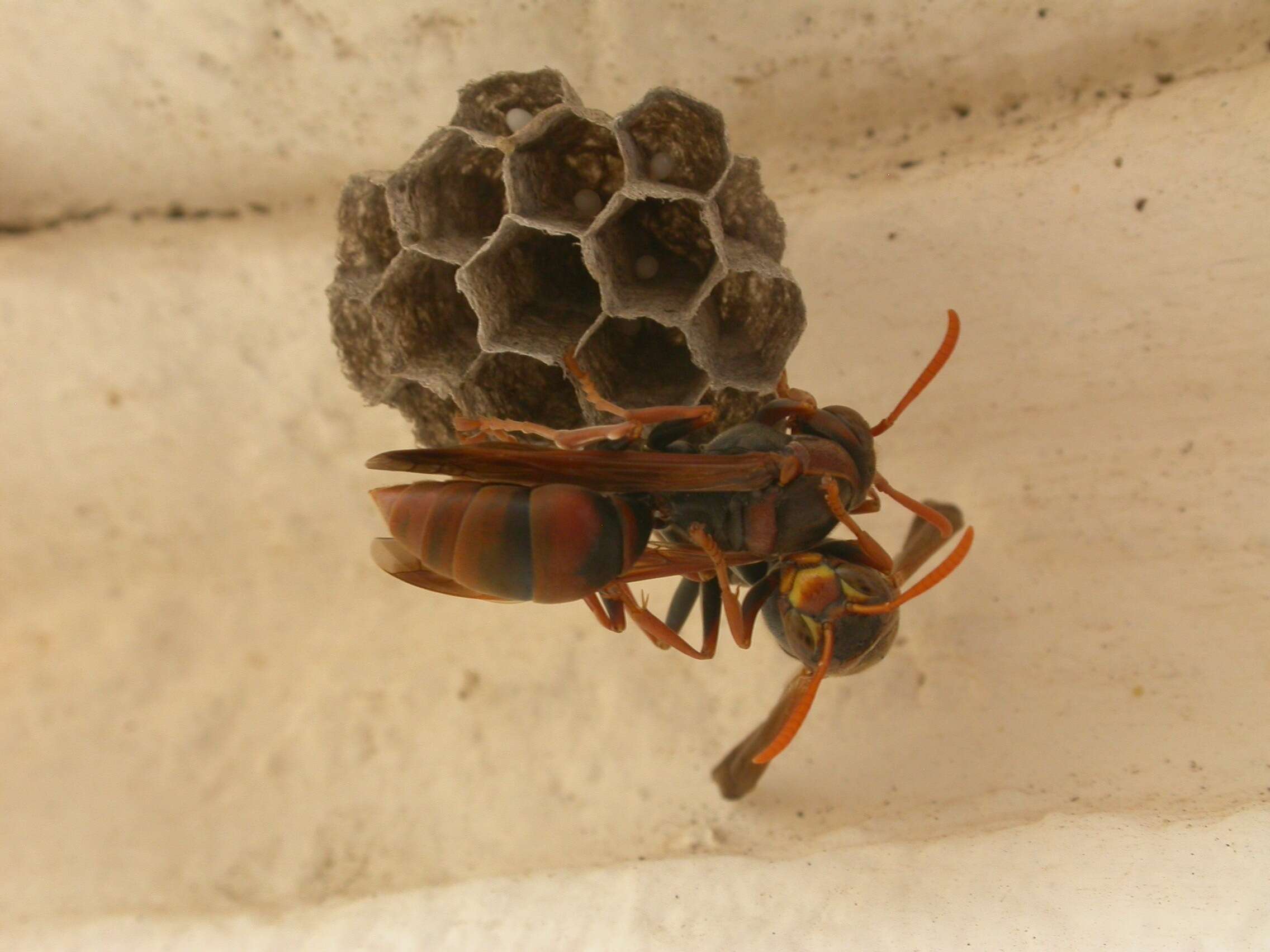 Image of Polistes