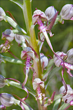 Himantoglossum adriaticum H. Baumann resmi