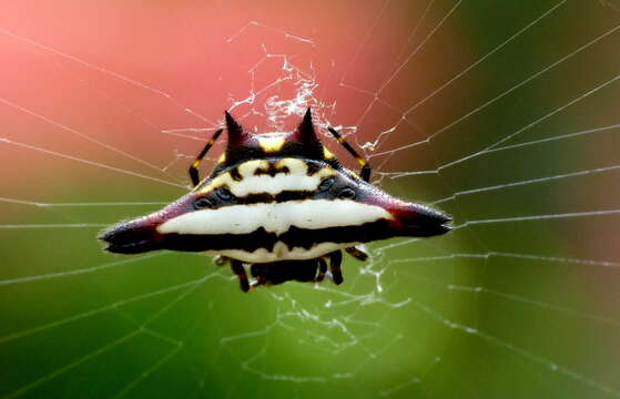 Image of Gasteracantha geminata (Fabricius 1798)