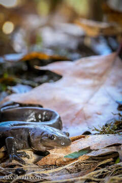 Image of mole salamanders