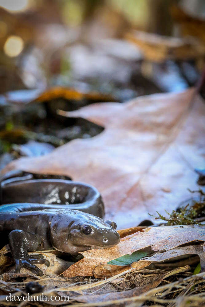 Image of Jefferson Salamander