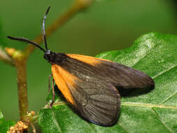 Image of Lepidoptera