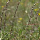 Image of Sierran False Needle Grass