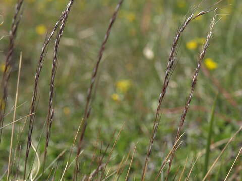 Image of Sierran False Needle Grass