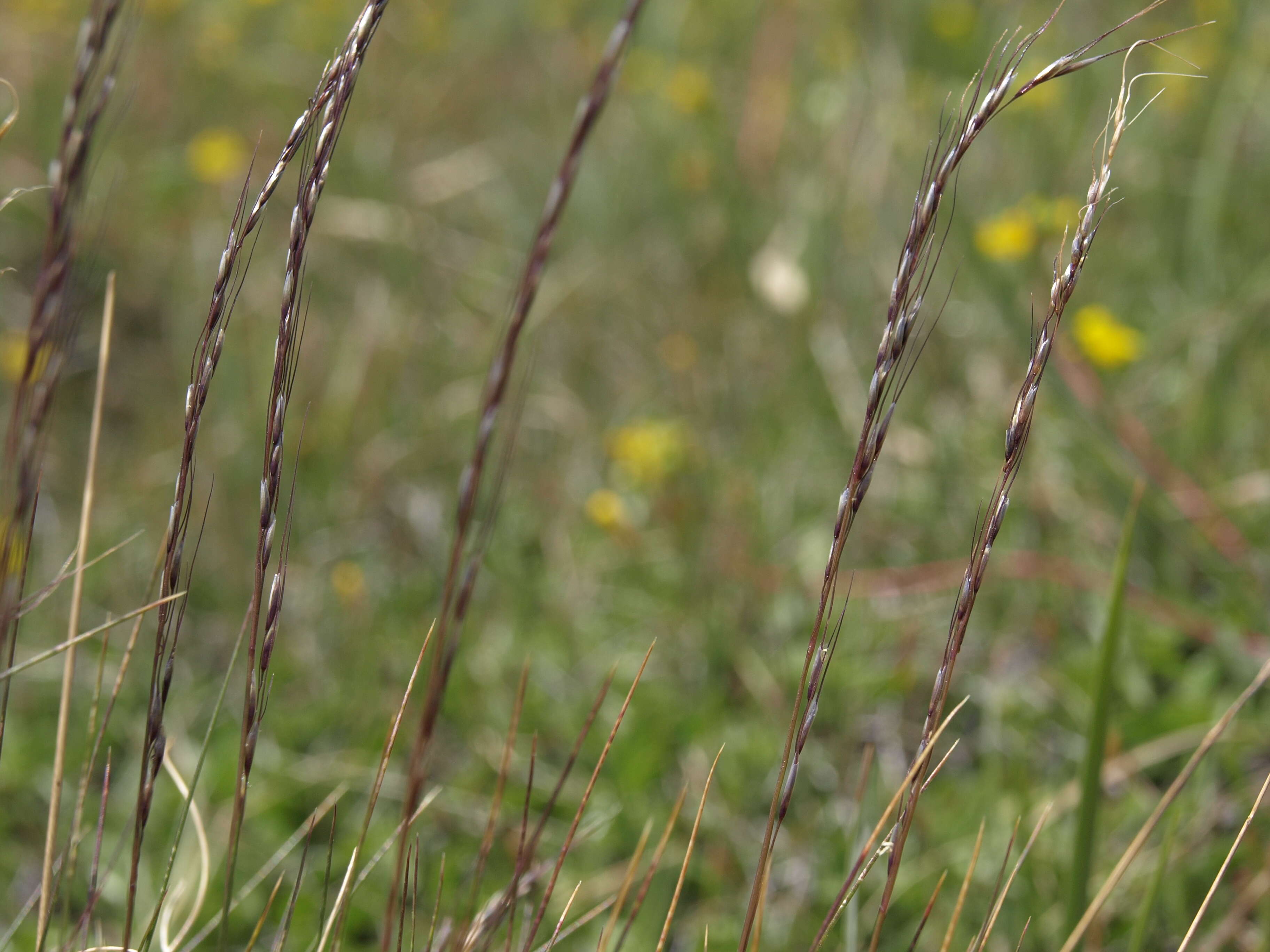 Image of false needlegrass