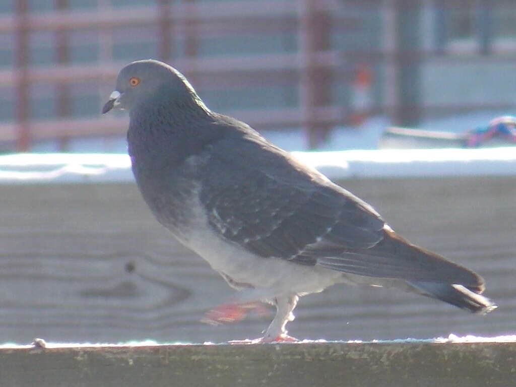 Image of Common Pigeon