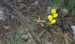 Image of Wright's deervetch