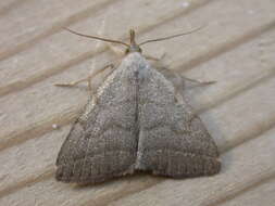 Image of Polypogon strigilata (Linnaeus 1758)