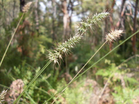 Image de Echinopogon caespitosus C. E. Hubb.