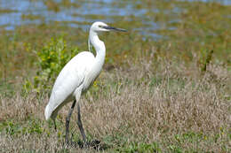 Image of Egretta Forster & T 1817