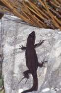 Image of Columbretes Wall Lizard