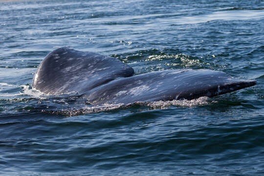 Image of gray whales