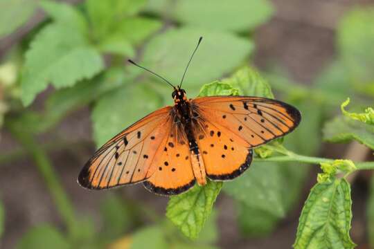 Image of Acraea oncaea Hopffer 1855