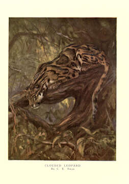 Image of clouded leopard