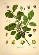 Image of buckthorn