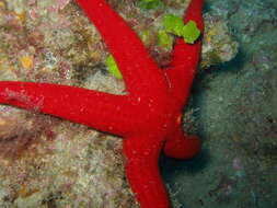 Image of red starfish