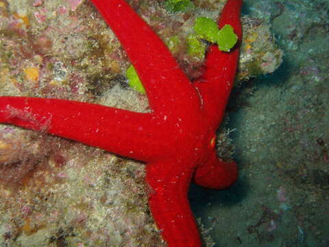 Image of red starfish