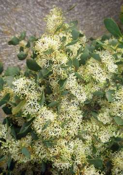 Image of Hakea prostrata R. Br.