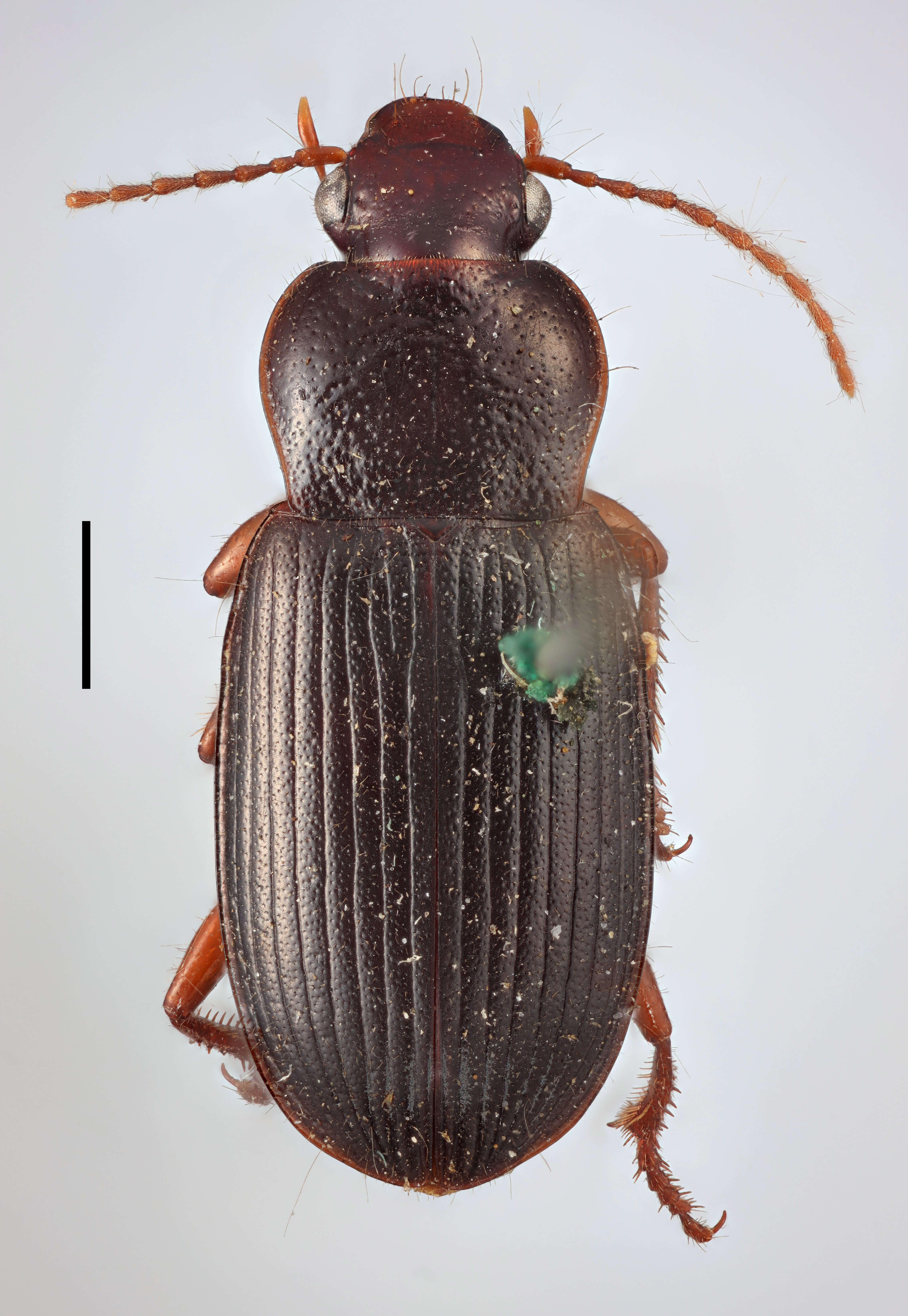 Image of Ophonus (Metophonus) melletii melletii (Heer 1837)