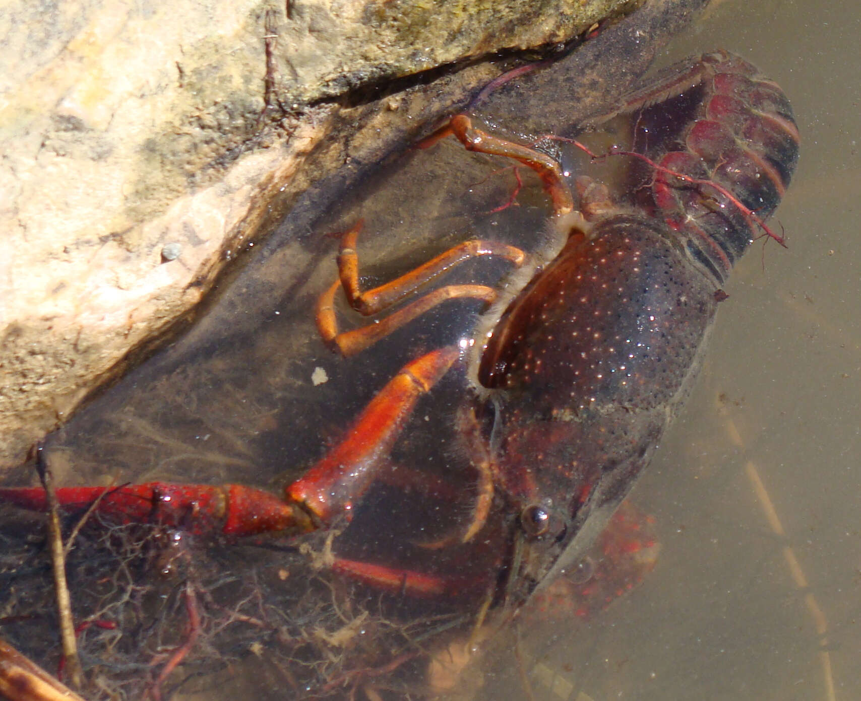 Image of Procambarus clarkii