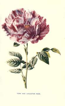 Image of damask rose