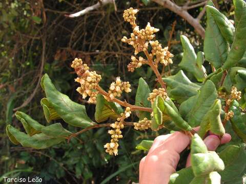 Image of Cupania impressinervia P. Acevedo-Rodriguez