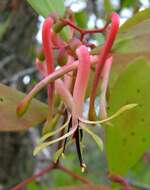 Image of Banksia mistletoe