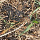 Image of Cypress Clubtail