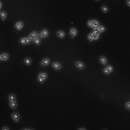 布拉酵母菌的圖片
