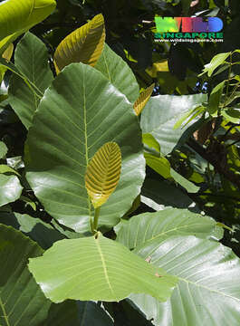 Image of shrubby dillenia