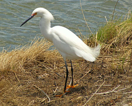 Image of Snowy Egret