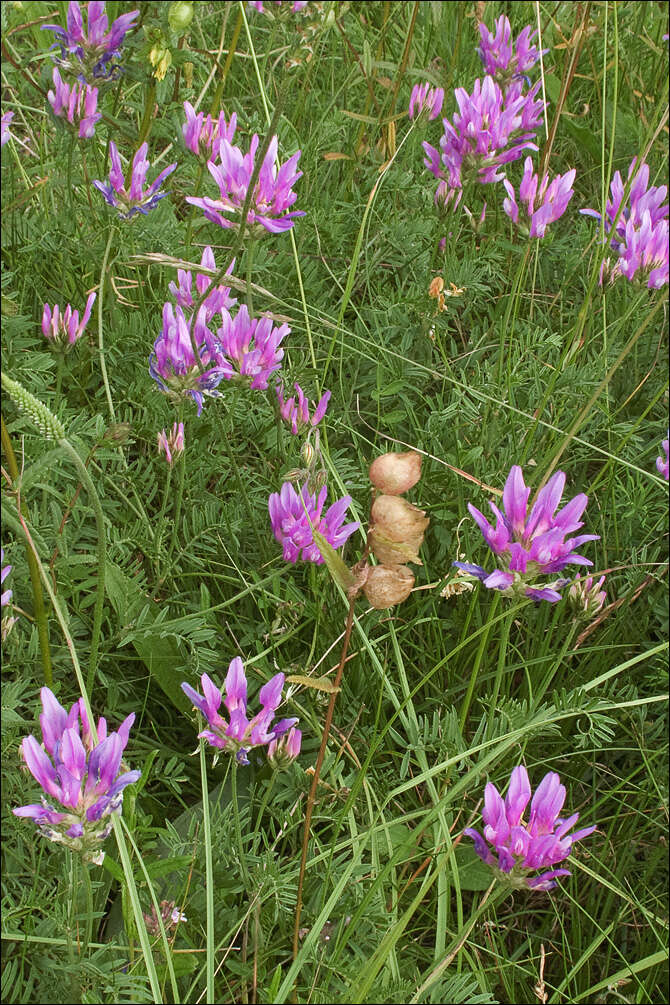 Imagem de Astragalus onobrychis L.