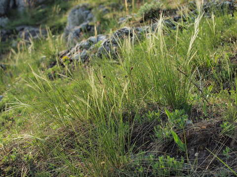 Image of Stipa pennata subsp. pennata