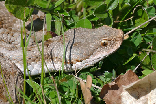 Image of Vipers