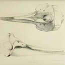 Image of Delphinus delphis delphis Linnaeus 1758