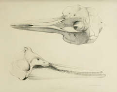 Слика од Delphinus delphis delphis Linnaeus 1758