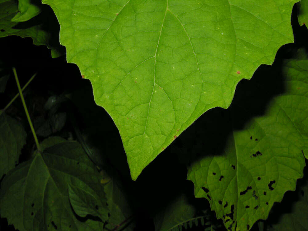 Imagem de Clerodendrum philippinense Elmer