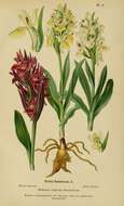 Image of Elder-flowered orchid