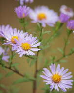 Image of Symphyotrichum salignum (Willd.) G. L. Nesom