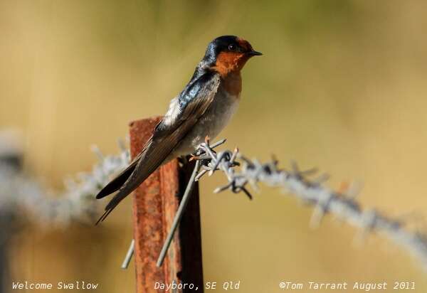 Image of Hirundo Linnaeus 1758